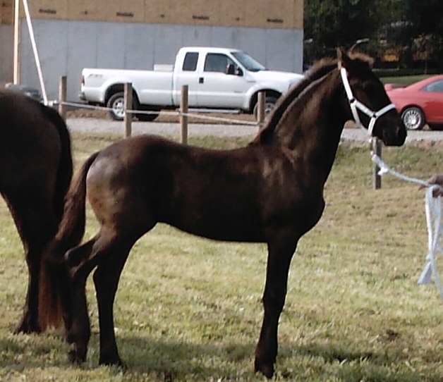 Arikara standing