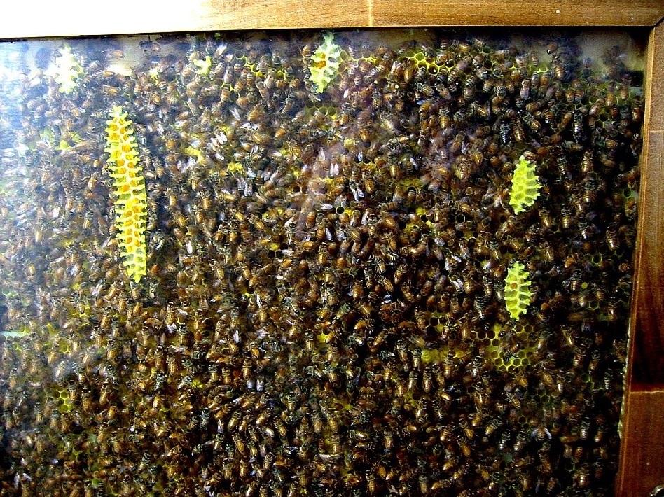 Bush Bees, Observation hives