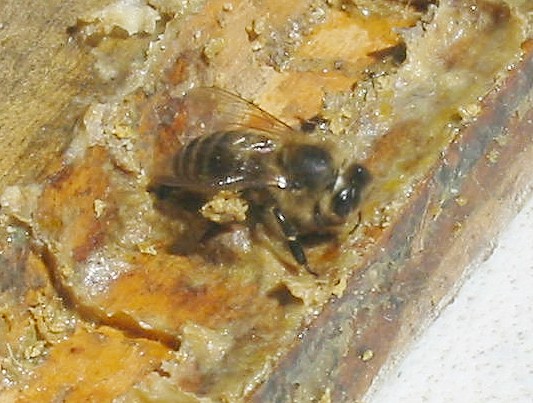 Bee Gathering Propolis
