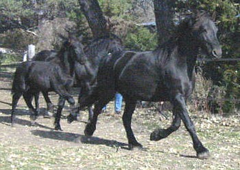 inca's heard running