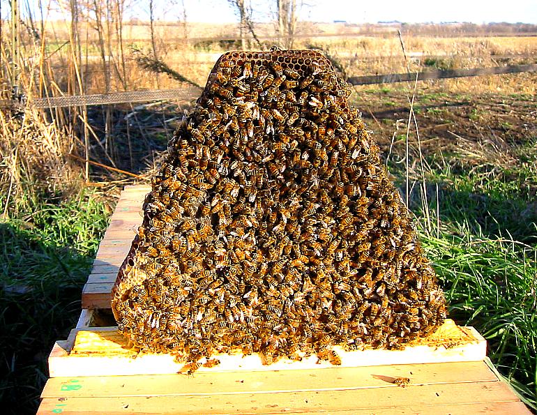 Bush Bees, foundationless frames, top bar hive, long hives 