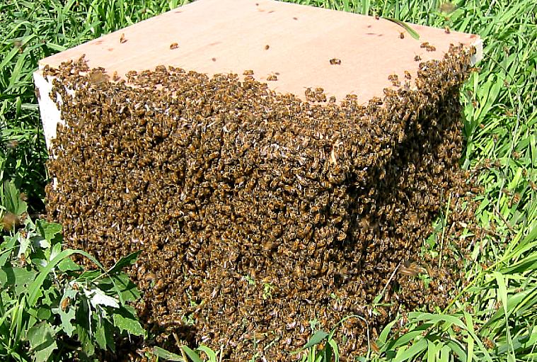 Imkerei Bienenstock Bienenkorb Schwarm Wachs Honig Kupferstich Stradanus A2 45