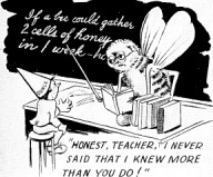 bee teacher