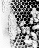 swarm cells