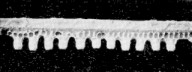direct-from-the-egg cells