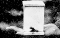 miniature mating hive