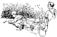 the tramp and the bees