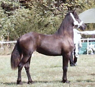 zefra