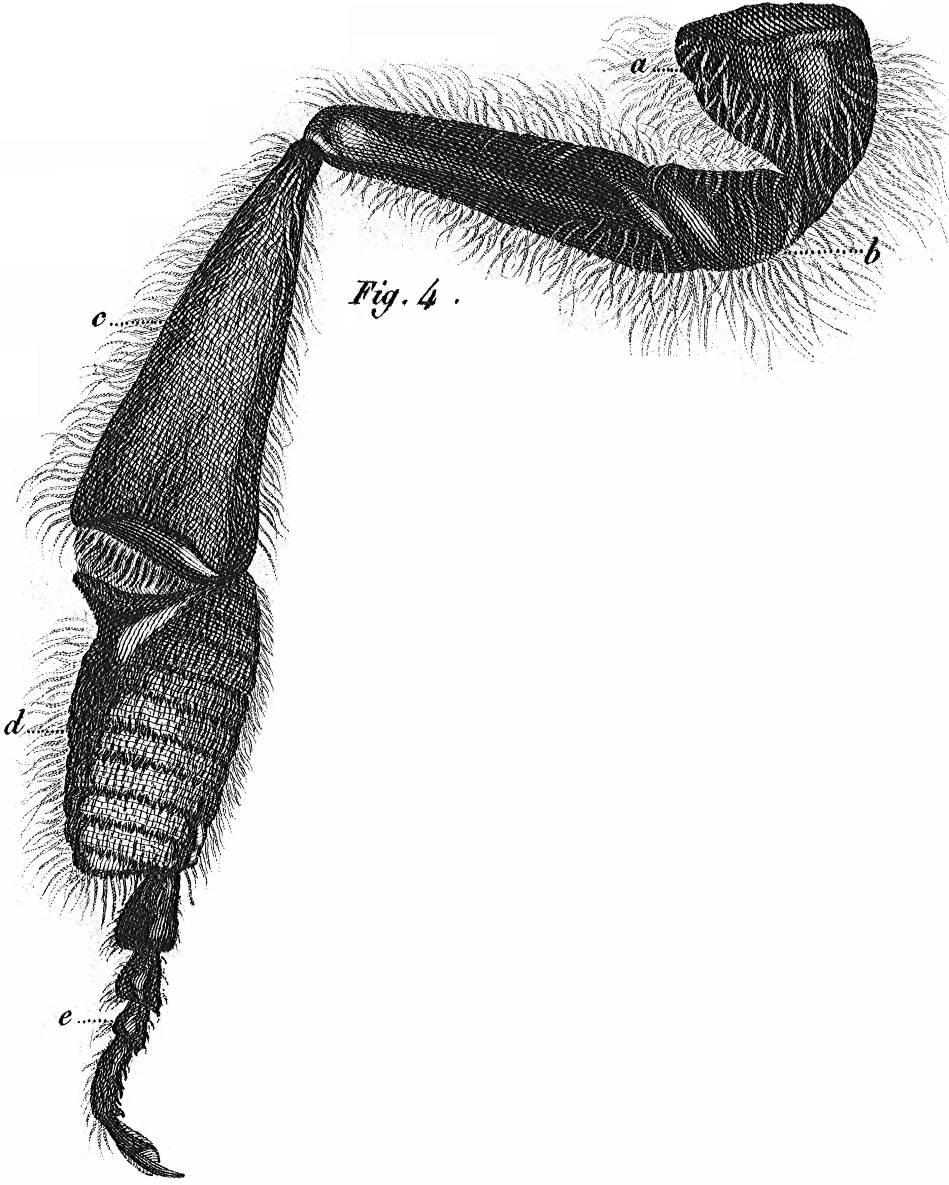 Volume 2 Plage 4 Fig 4
