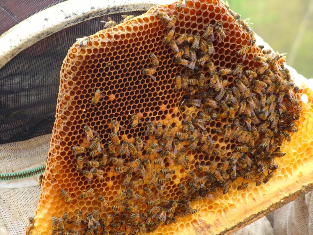 Top Bar Hive comb