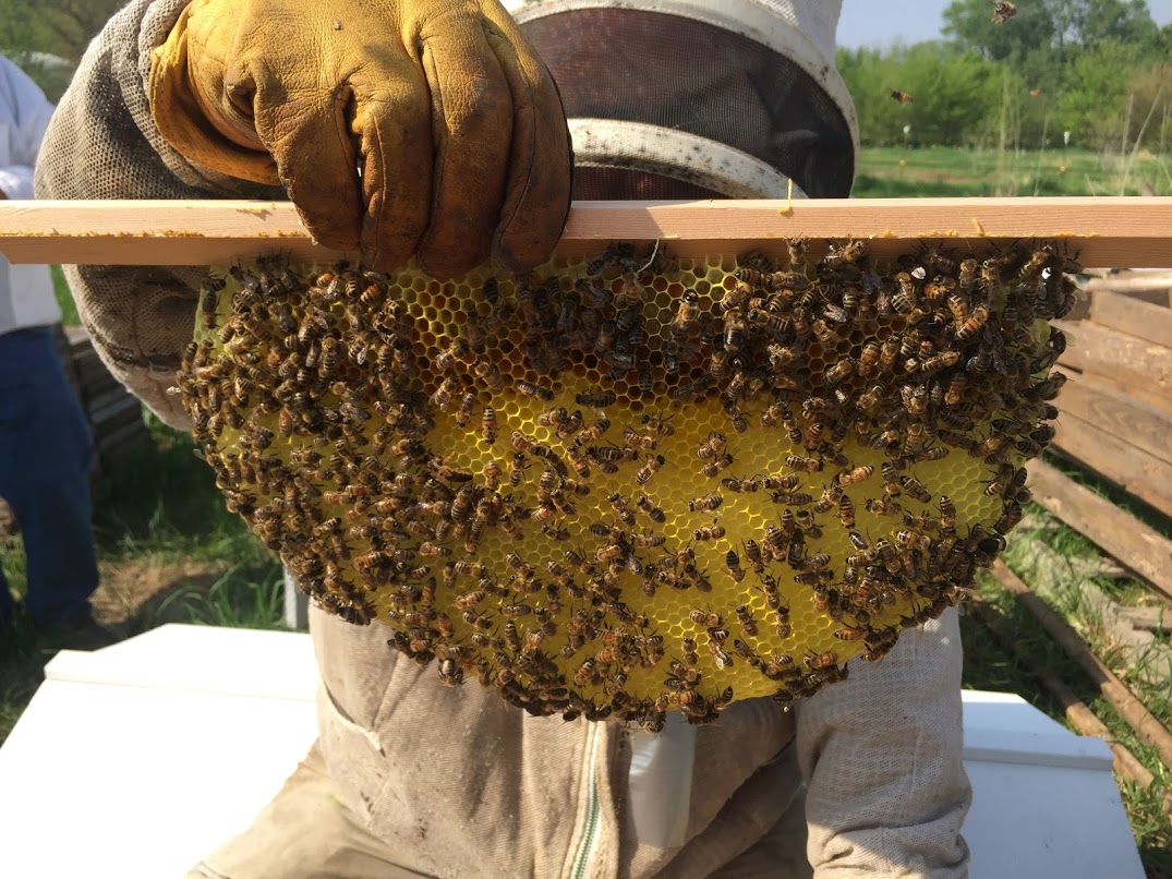 Top Bar Hive comb