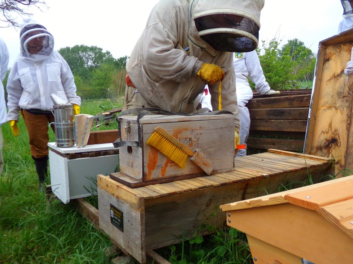 Gold Star top bar hive