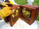Huber Hive