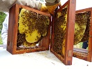 Huber leaf hive