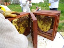 Huber leaf hive
