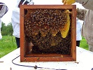 Huber leaf hive