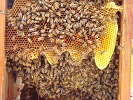Huber leaf hive