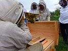 BeeBuilt Top Bar Hive