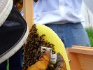 BeeBuilt Top Bar Hive