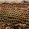 Honey Bees And Pollen