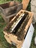 Starter Hive