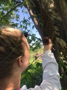 Touching The Bees
