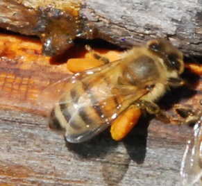woker avec du pollen, Theresa Cassidy