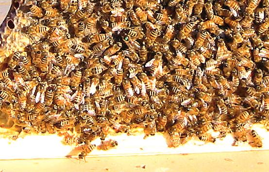 Review: Hive – Xadrez na Colmeia