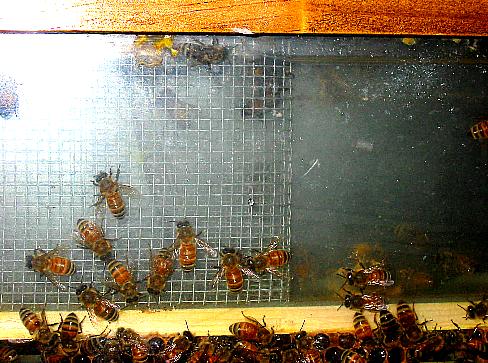Observation Hive Glass Frame Feeder