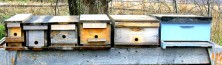Beekeeping, two frame nucs