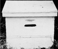 breeder hive