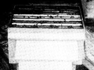 three frames of cells