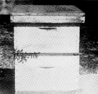 hive with rear entrance