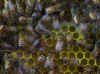 Brood In Perma Comb