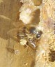 Gathering Propolis