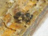 Bee Gathering Propolis