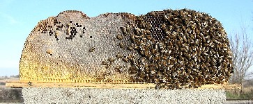 Apicultura tanzano Top Bar Hive Peine
